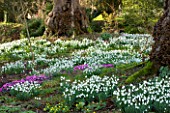 SNOWDROPS AND CYCLAMEN AT COLESBOURNE PARK  GLOUCESTERSHIRE