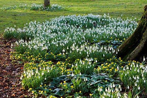 SNOWDROPS_AND_ACONITES__AT_COLESBOURNE_PARK__GLOUCESTERSHIRE