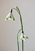 SNOWDROPS AT COLESBOURNE PARK  GLOUCESTERSHIRE: CLOSE UP OF GALANTHUS ELWESII  EMMA THICK