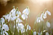 SNOWDROPS AT COLESBOURNE PARK  GLOUCESTERSHIRE: GALANTHUS SHROPSHIRE QUEEN