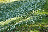 SNOWDROPS BESIDE THE LAKE AT COLESBOURNE PARK  GLOUCESTERSHIRE