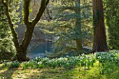 SNOWDROPS - GALANTHUS JAMES BACKHOUSE - BESIDE THE LAKE AT COLESBOURNE PARK  GLOUCESTERSHIRE