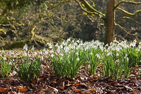SNOWDROPS__GALANTHUS_JAMES_BACKHOUSE__BESIDE_THE_LAKE_AT_COLESBOURNE_PARK__GLOUCESTERSHIRE