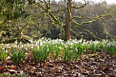 SNOWDROPS - GALANTHUS JAMES BACKHOUSE - BESIDE THE LAKE AT COLESBOURNE PARK  GLOUCESTERSHIRE