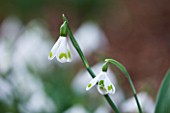 SNOWDROPS AT COLESBOURNE PARK  GLOUCESTERSHIRE: GALANTHUS EMMA THICK
