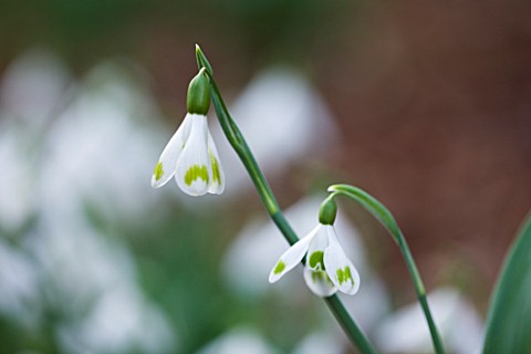 SNOWDROPS_AT_COLESBOURNE_PARK__GLOUCESTERSHIRE_GALANTHUS_EMMA_THICK