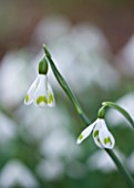SNOWDROPS AT COLESBOURNE PARK  GLOUCESTERSHIRE: GALANTHUS EMMA THICK