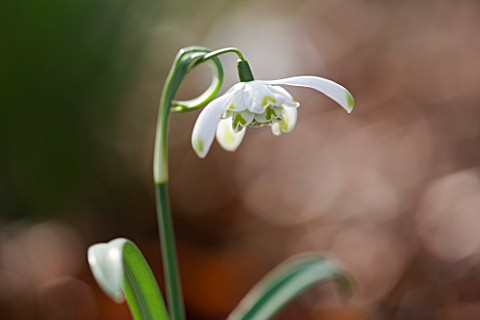 SNOWDROPS_AT_COLESBOURNE_PARK__GLOUCESTERSHIRE_GALANTHUS_NIVALIS_PUSEY_GREEN_TIPS