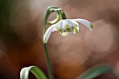 SNOWDROPS AT COLESBOURNE PARK  GLOUCESTERSHIRE: GALANTHUS NIVALIS PUSEY GREEN TIPS