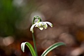 SNOWDROPS AT COLESBOURNE PARK  GLOUCESTERSHIRE: GALANTHUS NIVALIS PUSEY GREEN TIPS
