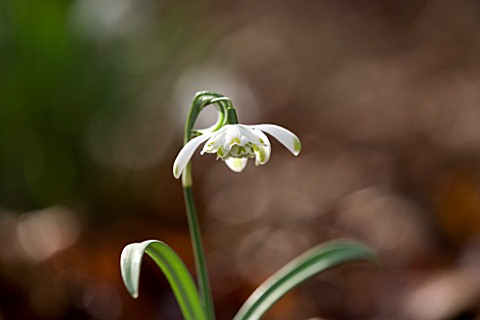 SNOWDROPS_AT_COLESBOURNE_PARK__GLOUCESTERSHIRE_GALANTHUS_NIVALIS_PUSEY_GREEN_TIPS