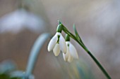 SNOWDROPS AT COLESBOURNE PARK  GLOUCESTERSHIRE: GALANTHUS ANGLESEY ORANGE TIPS