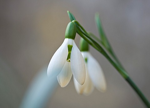 SNOWDROPS_AT_COLESBOURNE_PARK__GLOUCESTERSHIRE_GALANTHUS_ANGLESEY_ORANGE_TIPS