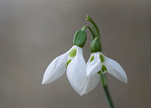 SNOWDROPS_AT_COLESBOURNE_PARK__GLOUCESTERSHIRE_GALANTHUS_ANGLESEY_ORANGE_TIPS