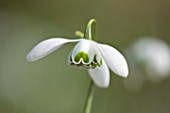 SNOWDROPS AT COLESBOURNE PARK  GLOUCESTERSHIRE: GALANTHUS WHITE SWAN