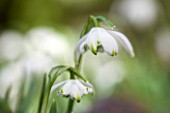 SNOWDROPS AT COLESBOURNE PARK  GLOUCESTERSHIRE: GALANTHUS PUSEY GREEN TIPS