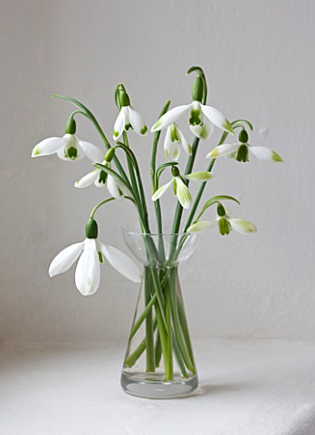 SNOWDROPS_AT_COLESBOURNE_PARK__GLOUCESTERSHIRE_GREEN_TIPPED_SNOWDROPS_IN_A_VASE_ON_WINDOWSILL