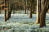 WELFORD PARK, BERKSHIRE: DRIFTS OF SNOWDROPS IN THE WOODLAND IN FEBRUARY - WINTER, WHITE, FLOWERS, FLOWERING, DRIFT, SHEET, GALANTHUS, BULB, BULBS, EARLY SPRING