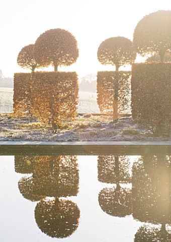 BROUGHTON_GRANGE_OXFORDSHIRE_DESIGNER_TOM_STUART__SMITH_CLIPPED_TOPIARY_BEECH_HEDGES_IN_FROST_IN_THE