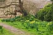 ANGLESEY ABBEY  CAMBRIDGESHIRE: NARCISSUS GROWING IN GRASS BESIDE TREE