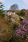 MARWOOD HILL  DEVON: VIEW ACROSS THE VALLEY TO HOUSE WITH MAGNOLIAS IN MARCH