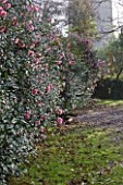MARWOOD HILL  DEVON: CAMELLIA DONATION HEDGE WITH THE CHURCH BEHIND