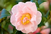 MARWOOD HILL  DEVON: CLOSE UP OF CAMELLIA JAPONICA  LAURIE BRAY