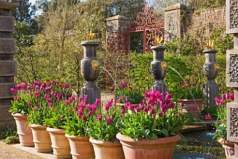 ARUNDEL_CASTLE_GARDENS__WEST_SUSSEX_THE_COLLECTOR_EARLS_GARDEN__FOUNTAINS_AND_CONTAINERS_WITH_TULIP_