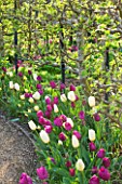 ARUNDEL CASTLE GARDENS  WEST SUSSEX: THE COLLECTOR EARLS GARDEN: THE ORGANIC KITCHEN GARDEN WITH ESPALIERED APPLE TREES AND TULIPS NEGRITA AND TULIP WILDHOF