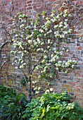 ARUNDEL CASTLE GARDENS  WEST SUSSEX: THE COLLECTOR EARLS GARDEN: FAN TRAINED PEAR IN BLOSSOM AGAINST WALL OF KITCHEN GARDEN