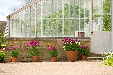 ARUNDEL_CASTLE_GARDENS__WEST_SUSSEX_THE_COLLECTOR_EARLS_GARDEN_THE_GREENHOUSE_WITH_TULIPS_IN_TERRACO