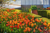 ARUNDEL CASTLE GARDENS, WEST SUSSEX: THE WALLED GARDENS: BOXED BEDS WITH TULIP APELDOORNS ELITE BESIDE THE GREENHOUSE IN THE CUTTING GARDEN
