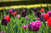 ARUNDEL CASTLE GARDENS, WEST SUSSEX: THE WALLED GARDENS: THE CUTTING GARDEN WITH DAILY NEWS MIX OF TULIP PAUL SCHERER , PASSIONALE AND BASTOGNE