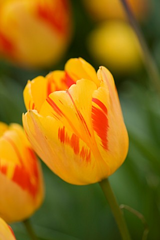 ARUNDEL_CASTLE_GARDENS__WEST_SUSSEX_THE_COLLECTOR_EARLS_GARDEN_TULIP_OLYMPIC_FLAME