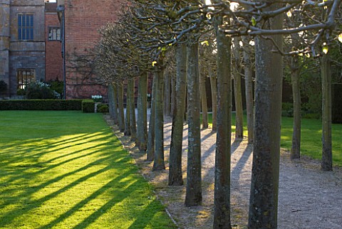 COUGHTON_COURT__WARWICKSHIRE_EVENING_SUNLIGHT_HITS_THE_LIME_WALK_BORDERING_THE_FORMAL_LAWNS_AT_THE_R