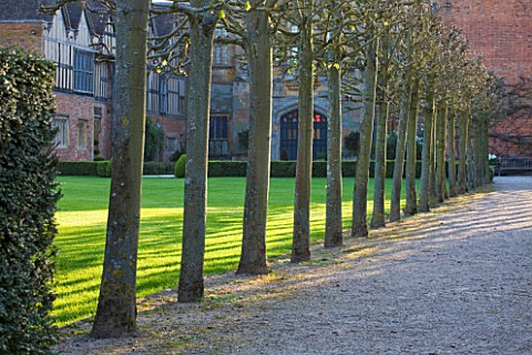 COUGHTON_COURT__WARWICKSHIRE_LIME_WALK_IN_EVENING_SUNLIGHT_BORDERED_BY_LAWNS_WITH_VIEW_OF_REAR_OF_CO