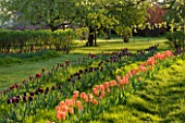 COUGHTON COURT  WARWICKSHIRE: RIBBONS OF TULIPS GROWN IN THE LAWN IN THE ORCHARD. TULIPA ORANGE APRICOT EMPOROR  TULIPA NATIONAL VELVET & TULIPA ABU HASSAN. SPRING  BULBS
