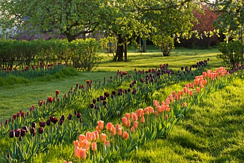 COUGHTON_COURT__WARWICKSHIRE_RIBBONS_OF_TULIPS_GROWN_IN_THE_LAWN_IN_THE_ORCHARD_TULIPA_ORANGE_APRICO