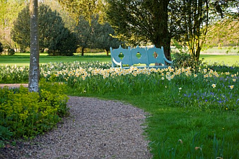 COUGHTON_COURT__WARWICKSHIRE_NARCISSI_NATURALISED_IN_GRASS_BESIDE_BLUE_PAINTED_BENCHAMONG_THE_VARIET