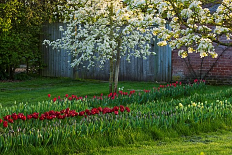 COUGHTON_COURT__WARWICKSHIRETULIPS_PLANTED_THROUGH_GRASS_IN_THE_ORCHARD_WITH_APPLE_AND_PEAR_TREES_IN