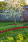COUGHTON COURT  WARWICKSHIRE: TULIPS PLANTED THROUGH GRASS IN THE ORCHARD WITH APPLE AND PEAR TREES IN SPRING BLOSSOM  ESPALLIERED DAMSONS AND PLUMS & TULIPA ILE DE FRANCE (RED)