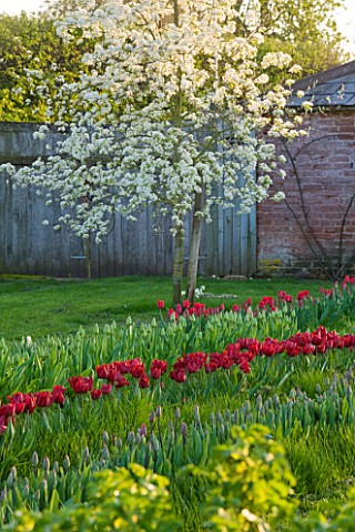 COUGHTON_COURT__WARWICKSHIRE_TULIPS_PLANTED_THROUGH_GRASS_IN_THE_ORCHARD_WITH_APPLE_AND_PEAR_TREES_I