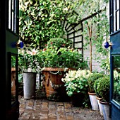 SMALL TOWN GARDEN: VIEW THROUGH BACK DOOR/FRENCH WINDOWS INTO SECLUDED BRICK COURTYARD AREA. TRELLIS ON WALL AND A COLLECTION OF CONTAINERS. DESIGNER: ANTHONY NOEL
