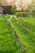 COUGHTON COURT  WARWICKSHIRE: TULIPS PLANTED THROUGH GRASS IN THE ORCHARD DESIGNED BY CHRISTINA WILLIAMS  WITH FRUIT TREES IN SPRING BLOSSOM.
