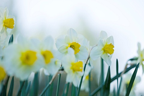 COUGHTON_COURT__WARWICKSHIRE_RARE_THROCKMORTON_DAFFODILS_NARCISSI__WHITE_AND_YELLOW_FLOWERS__EASTER_