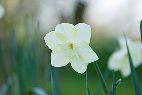 COUGHTON_COURT__WARWICKSHIRE_WHITE_CUPPED_THROCKMORTON_DAFFODIL_NARCISSI_FLIGHT_WHITE_FLOWER__SPRING