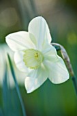 COUGHTON COURT WARWICKSHIRE: RARE WHITE CUPPED THROCKMORTON DAFFODIL NARCISSI FLIGHT. WHITE FLOWER  SPRING  BULB  EASTER  PURITY  PURE  ELEGANCE  CALM  SERENITY  CLOSE UP  PORTRAIT