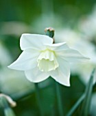 COUGHTON COURT  WARWICKSHIRE: RARE THROCKMORTON DAFFODIL  NARCISSI FLIGHT. BULB  FLOWER  SPRING  CLOSE UP  PLANT PORTRAIT  EASTER  PURITY  CALM  SERENITY  PEACE  WHITE
