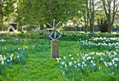 COUGHTON COURT  WARWICKSHIRE:  DR TOMS SECRET DAFFODIL GARDEN; RARE THROCKMORTON DAFFODIL COLLECTION  BY THE LATE DR TOM THROCKMORTON  PLANTED BENEATH THE ARMILLARY BY DAVID HARBER