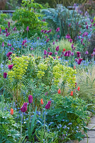 GRAVETYE_MANOR__SUSSEX_EARLY_MORNING_SPRING_LIGHT_ON_BORDER_WITHG_TULIPS_AND_EUPHORBIA